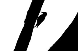 Woodpecker in black & white